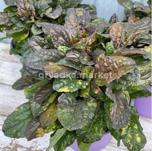 Живучка ползучая 