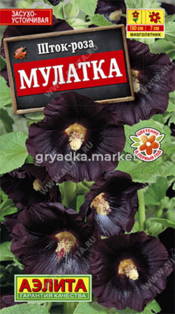 Шток-роза Мулатка (Аэлита)