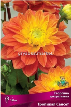 Георгина декоративная Тропикал Сансет (лососево-розовый с жёлтым центром, 1шт, I)