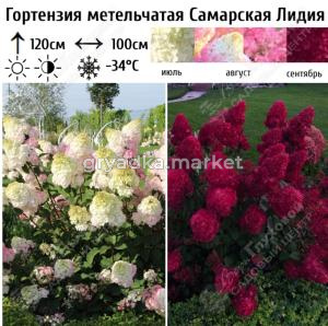 Гортензия метельчатая Самарская Лидия С45 ГлХ
