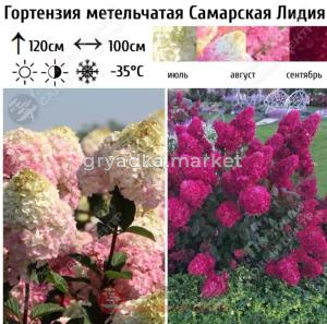 Гортензия метельчатая Самарская Лидия С7,5 ГлХ