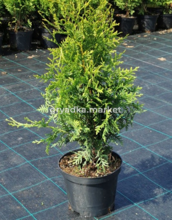 Туя западная Голден Брабант (Thuja occ. Golden Brabant С3)
