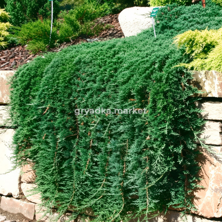 Можжевельник горизонтальный Вилтони C 7,5 30-40 1