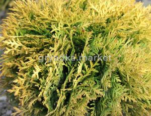 Скриншот 22-04-2024 110118