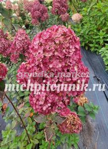 Гортензия метельчатая Фрамбозин (Питомник Грезневых)