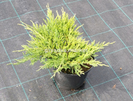 Можжевельник казацкий Рокери Джем (Juniperus sabina Rockery Gem С3)