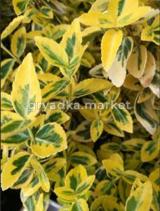 Бересклет желтый