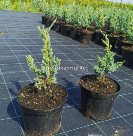 Можжевельник чешуйчатый Мейри (Juniperus sguamata Meyeri C3)