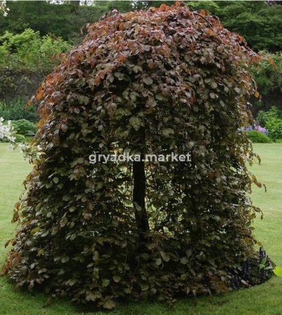 Скриншот 21-04-2026 132430