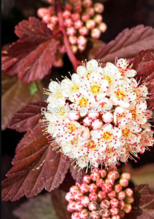 Пузыреплодник калинолистный Диаболо с2 (Никитенко)