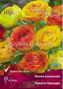 Лютик Пикоти Ориндж 10шт (45-50см, цветки полумахровые,тёмно-красного с кофейными нотками, 7-8)