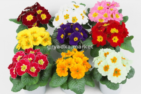 Примула в ассорт D-7