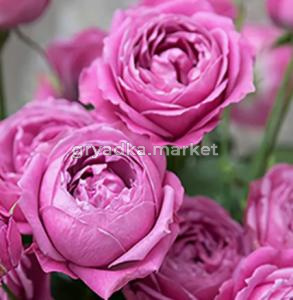 Скриншот 14-04-2026 143655