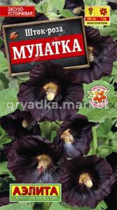 Шток-роза Мулатка (Аэлита)