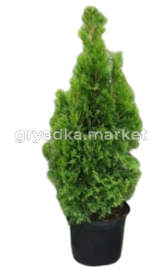 Картинка-Photoroom (4)