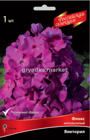 Флокс метельчатый Виктория (роскошный пурпур цветков не боится ни росы, ни прямых солнечных, 1шт, I)
