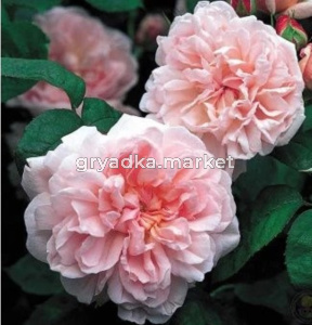 Роза Эглантин английская 1шт (Сиберика)