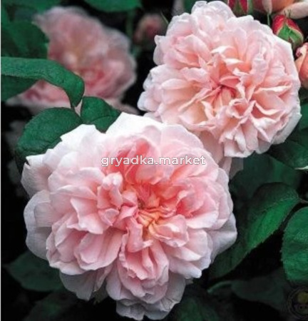 Роза Эглантин английская 1шт (Сиберика)