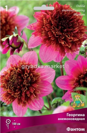 Георгина анемоновидная Фантом (невероятно красивый сорт - цветки с плотным пурпурно-бордовым,1шт, I)