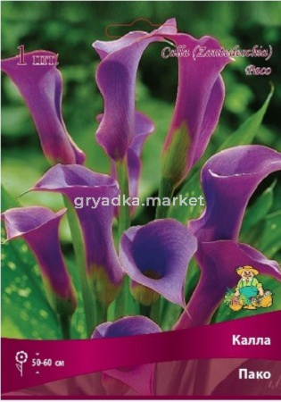Калла Пако 1шт 14-16