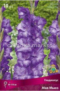 Гладиолус Мав Мьюз