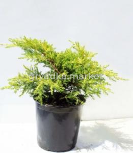 Можжевельник средний Голд Стар C5