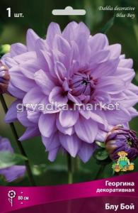 Георгина декоративная Блу Бой