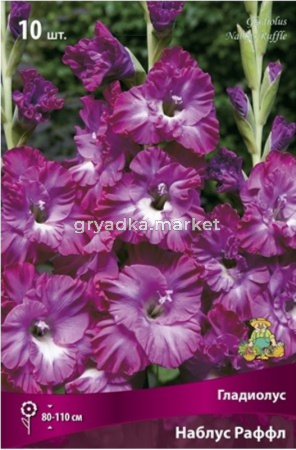 Гладиолус гофрированный Наблус Раффл (пурпурно-сиреневый с кремово-белым акцентом, 10 шт, 10-12)