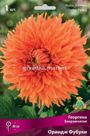 Георгина бахромчатая Ориндж Фубуки (насыщенно-оранжевый, кончики лепестков более светлые, 1шт, I)