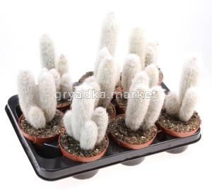 Аустроцефалоцерей Дыбовский С10,5 Н15