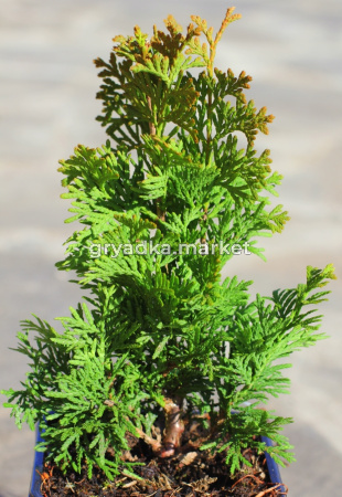 Туя западная Дергут Спайр (Thuja occ. Dergoot's Spire С3)