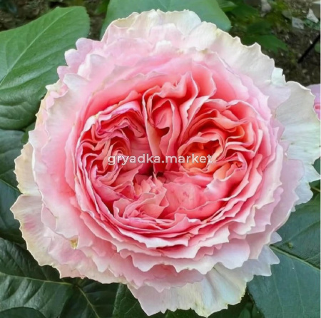 Скриншот 10-06-2026 163451
