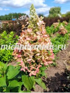 Гортензия метельчатая Кэнди Лав (Питомник Грезневых)