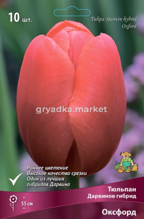 Тюльпан Дарвинов гибрид Оксфорд (красный, 10шт, 11-12)