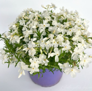 Флокс шиловидный Уайт Дилайт (Лавандовая ферма)