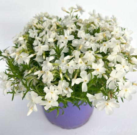 Флокс шиловидный Уайт Дилайт (Лавандовая ферма)