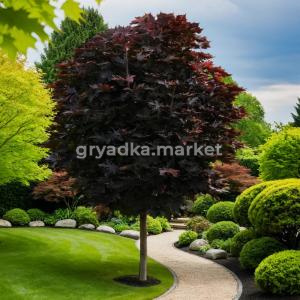 Клен остролистный Пурпл Глоб C7,5 1