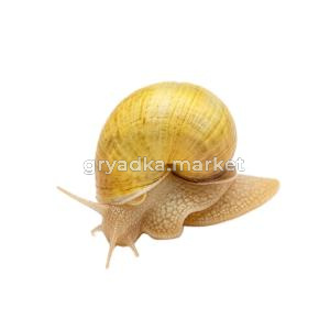 УЛИТКА Ампулярия