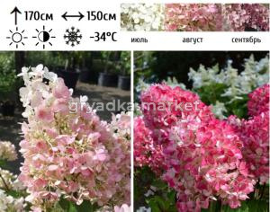 Гортензия метельчатая  Пинк Даймонд  С7,5 СП-21