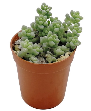 Очиток Буррито, пал. (D-9) Очиток Буррито, пал. (D-9)