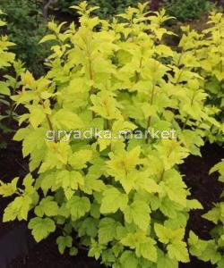 Скриншот 21-04-2026 145714