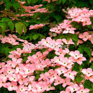 Дерен коуза Сатоми C5 1