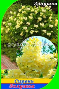 Сирень Золушка сортовая (С7,5) (ПДИ) (Питомник Плодовый Дом)