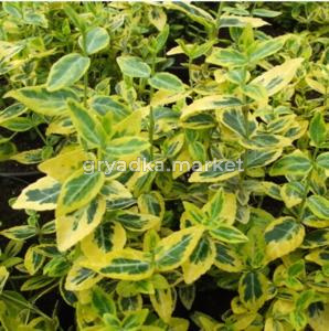 Бересклет Форчуна Эмералд Голд (С2)