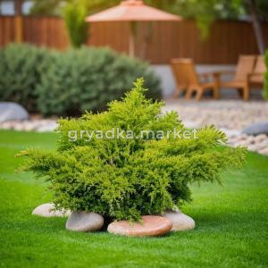 Можжевельник средний Олд Голд пфитцериана C 7,5 40-50 1