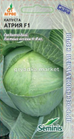 Капуста б-к Атрия F115 шт.позд (Агрос) Нидерланды