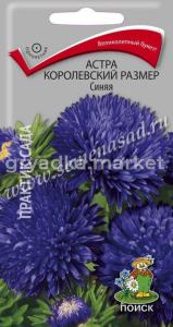 Астра королевский размер Синяя (ЦВ) (