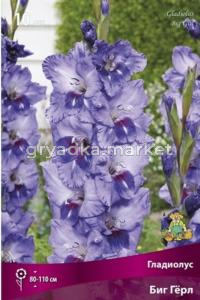 Гладиолус Биг Герл ( 10 шт, 10-12)