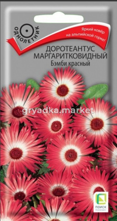 Доротеантус маргаритковидный  Бэмби красный (ЦВ) (