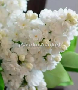 Сирень Память о Колесникова С7,5 (Питомник Плодовый Дом)